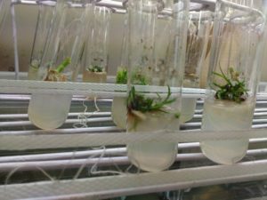 Plant Tissue Culture Micropropagation Is Growing